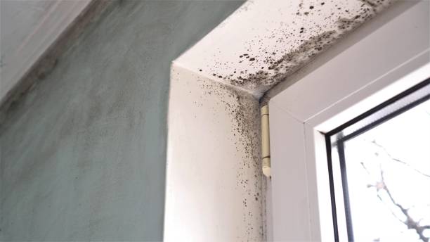 Best Same-Day Mold Removal  in Mineville, NY