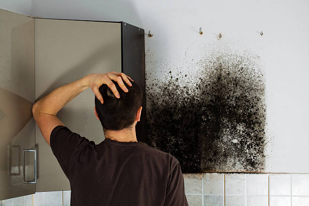 Best Toxic Mold Removal  in Mineville, NY