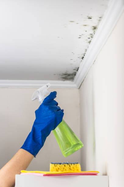 Best Same-Day Mold Removal  in Mineville, NY